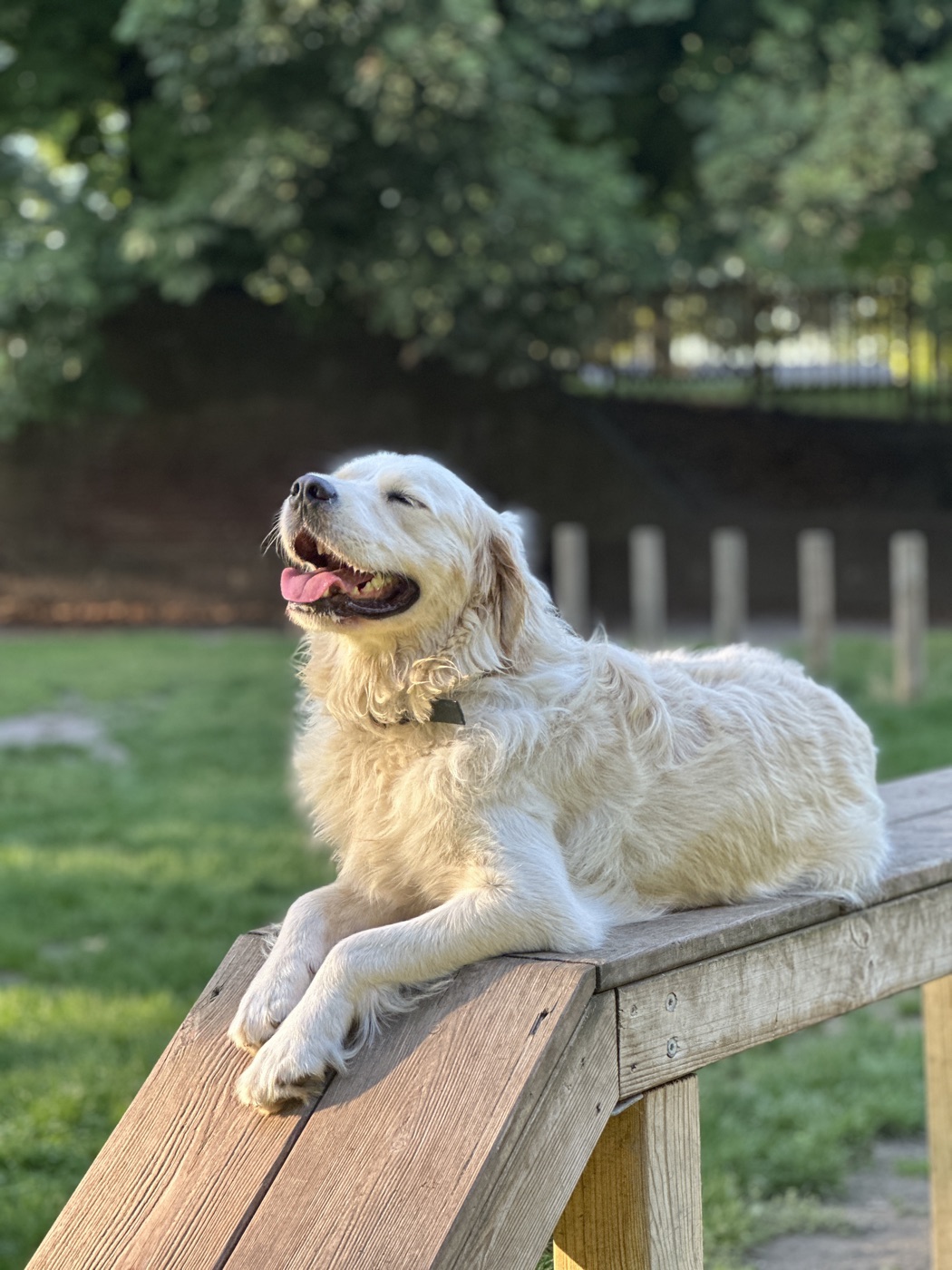 Henri, le golden retriever d'Anaïs, allongé au soleil dans un parc